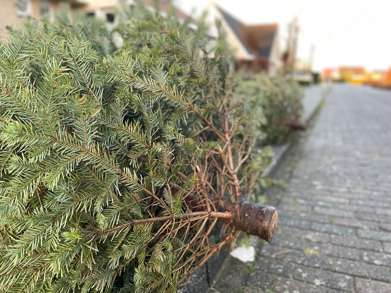 Gemeente haalt kerstbomen op